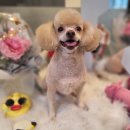 호텔스 컴도그 이미지