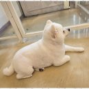 펫 살롱 이미지