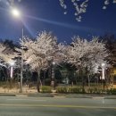 벚꽃마루 이미지