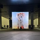 2025 서울 | 전시 리움미술관, 피에르 위그, &lt;리미널&gt;