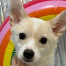 아띠아지 이미지