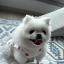 하늘대로2 | [테무 temu] 테무깡 강아지옷 리드줄 카시트 노즈워크10만원어치 구매후기❤️