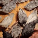 부여청계농장 이미지