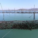 완도5호 이미지