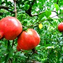 개화마을 이미지