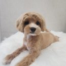 화려하개 이미지