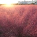 파스타찹찹 이미지