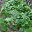 감동농장 이미지