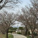메디힐요양병원 | 파주 유명 벚꽃 명소 눌노천 벚꽃 개화상황 실시간 후기