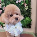 그루밍140 이미지