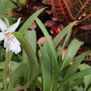 화이트 페어리 이미지