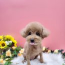 도꾸살롱 이미지