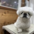 더사랑할개 이미지