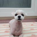 The dog 애견미용샵 네이버블로그