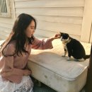 군산시-00534 | [공지] 해피독 반려견방문교육 이용방법