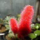 여우꼬리 이미지