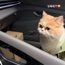 오묘고양이카페&호텔&미용 | [고양이 미용] 오묘고양이 | 페르시안+먼치킨 장모 고양이 무마취 미용 후기🐱