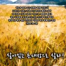 PICTURE&amp;TEXT_20260531_살아있는 초대장으로 살라!_마태복음 28장 18-20절_삼위일체 주일 묵상_밀양시 들녘의 보리 이미지