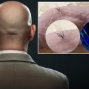 프레비스 이미지