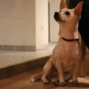 진아호프 이미지