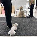 따라 애견학교 | [구리] 프래들 애견학교 :: 강아지 분리불안교육 애견훈련소 후기 + 일주일 후 시점 공유 :)