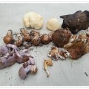 이재옥농장 이미지