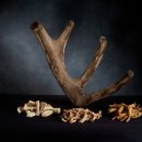 믿음사슴농장 이미지