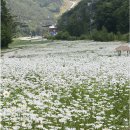 하이원리조트, 하이원 화이트 루미나레 LED 꽃정원 눈길 / 스키장 슬로프에 만개한 야생화 군락지를 이미지