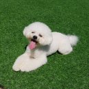 스퀘어독스 이미지