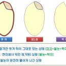 쌀눈이 그대로 있는 ‘쌀눈쌀’을 아세요? 이미지