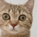 캣플헤븐 천안불당점 이미지