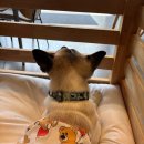 [춘천] 강원도 애견동반여행코스 반려견테마파크 강아지숲 솔직후기🌳🐶