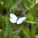 2023년에 만난 나비29 – 대만흰나비 이미지