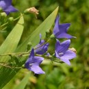 월롱초등학교 이미지