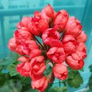 봉글봉글 이미지