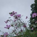 2025-08-09(토)강원도 정선 함백산 만향재 야생화축제-용연동굴의 흔적들05 이미지