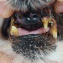 정샘동물병원 이미지