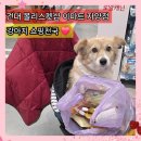 이마트24자양스타점 | 건대 몰리스펫샵 이마트자양점 딩동펫 팝업 강아지용품 할인 총정리