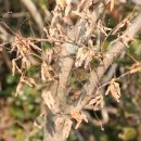 만두나무 이미지