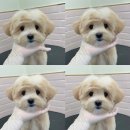 구미강아지분양 애견미용 마마스미독 | 구미강아지미용 가위컷 전문 따뜻한 손길로