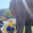 뉴호박성인나이트클럽 | [8일차] 치앙마이_엘리펀트 생츄어리 (코끼리 보호소)