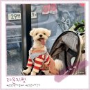 펫라운지(PET LOUNGE) | #09_[남양주/화도 애견공방] 화도 강아지원데이클래스 “라운지 펫” 방문후기ദി ᷇ᵕ ᷆ )♡
