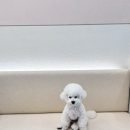 품속동물병원 이미지