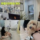 메이동물병원 | 동물치과병원 메이｜강아지 스케일링 후 발치 비용 수술 후기