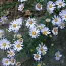 (주)서경렌트카 이미지