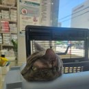 필동물종합병원 이미지