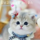강남고양이분양 스타돌스 이미지