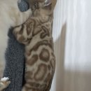 나비캐터리 이미지