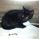 김도균동물병원 이미지