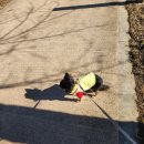 안독(Andog) 이미지